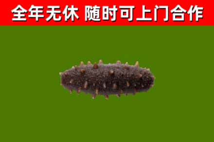 唐山市回收海参干